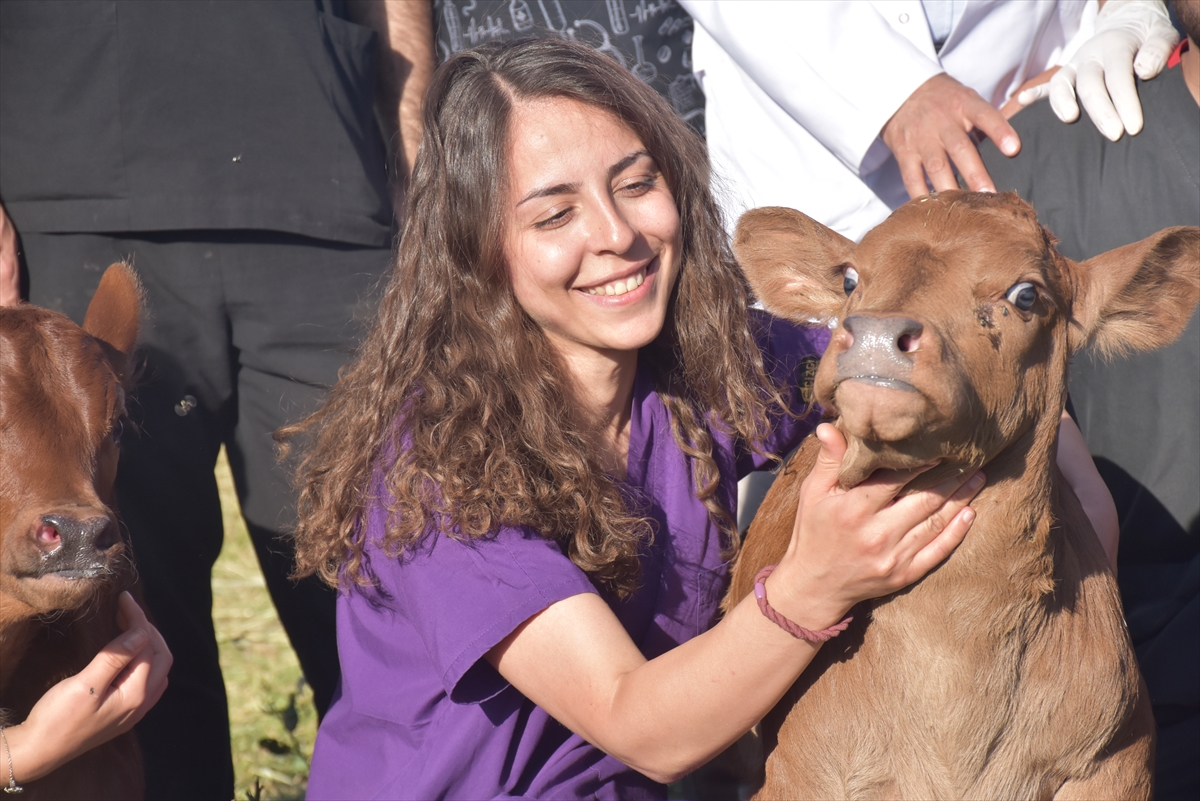 Teksas'tan Kars'a Getirilen Embriyolardan Elde Edilen Beefmaster Irkı İlk Buzağılar Doğdu