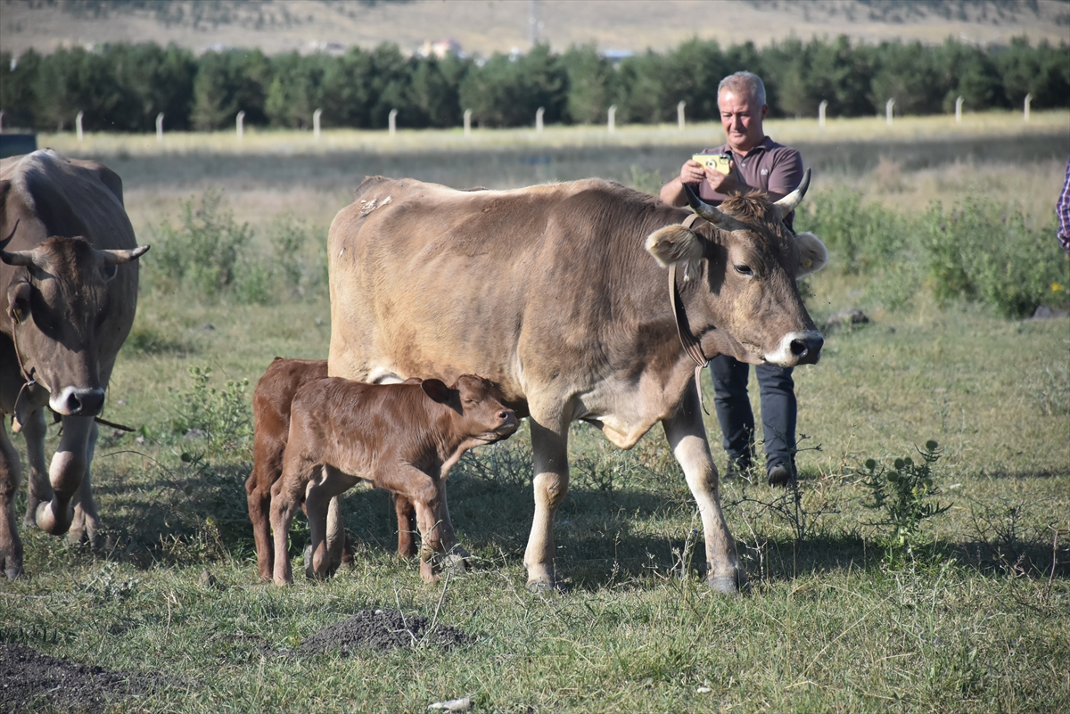 Teksas'tan Kars'a Getirilen Embriyolardan Elde Edilen Beefmaster Irkı İlk Buzağılar Doğdu