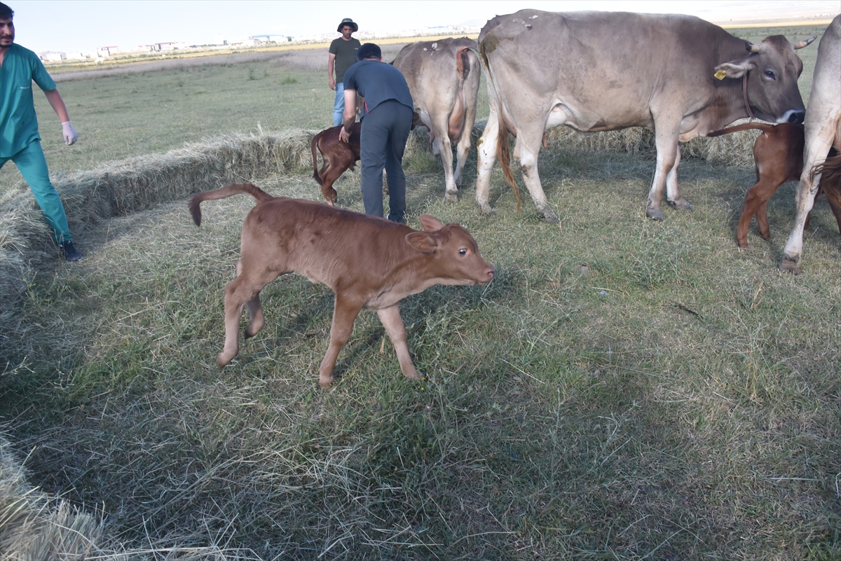 Teksas'tan Kars'a Getirilen Embriyolardan Elde Edilen Beefmaster Irkı İlk Buzağılar Doğdu