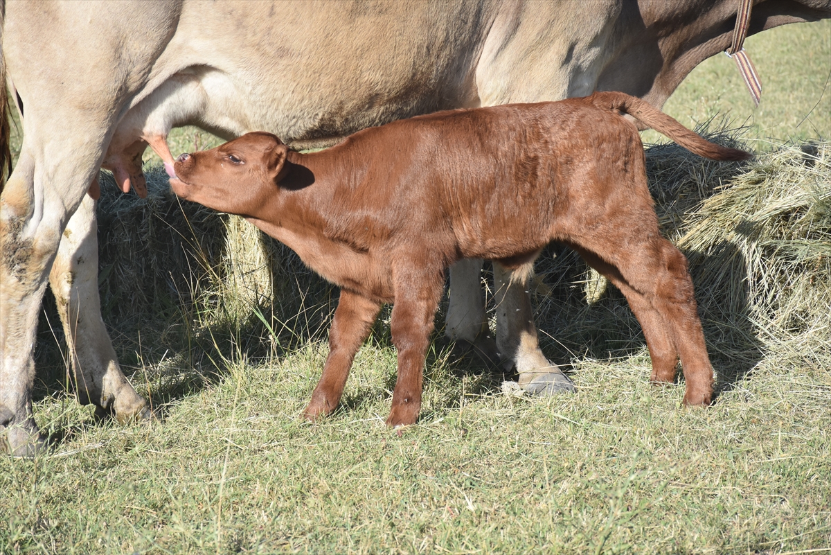 Teksas'tan Kars'a Getirilen Embriyolardan Elde Edilen Beefmaster Irkı İlk Buzağılar Doğdu