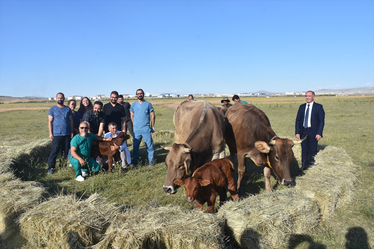 Teksas'tan Kars'a Getirilen Embriyolardan Elde Edilen Beefmaster Irkı İlk Buzağılar Doğdu