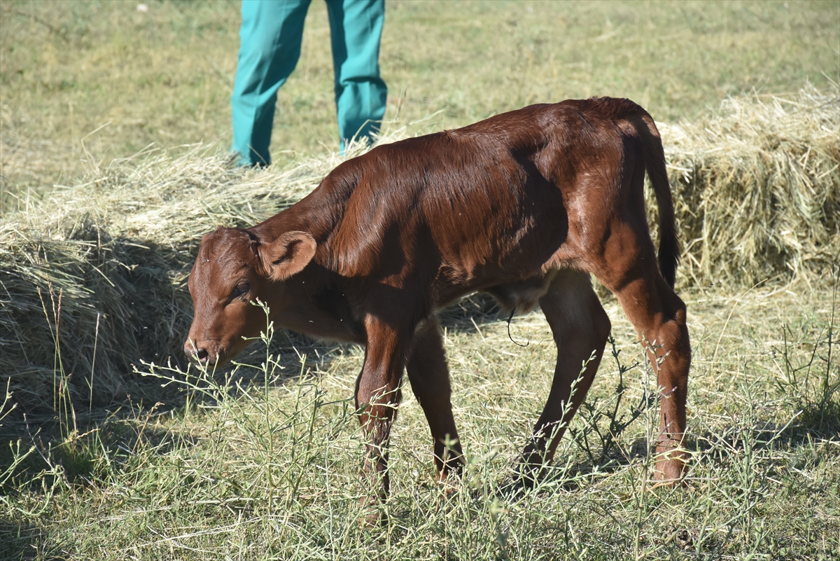 Teksas'tan Kars'a Getirilen Embriyolardan Elde Edilen Beefmaster Irkı İlk Buzağılar Doğdu