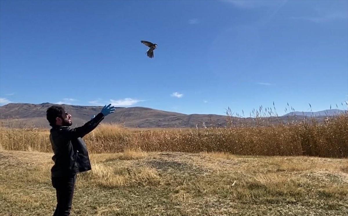 Erzurum'da Tedavisi Tamamlanan Çobanaldatan Kuşu Doğaya Salındı