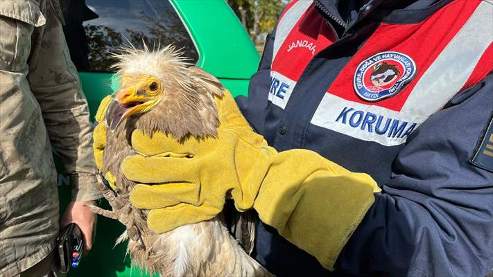 Van'da Yaralı Bulunan Mısır Akbabası Tedaviye Alındı