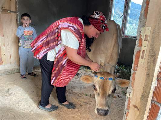 Rize'de Vefat Eden Kadının İneği Vasiyeti Üzerine Bağışlandı