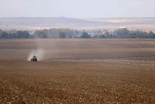 Edirne'de Buğday Ekimi Başladı