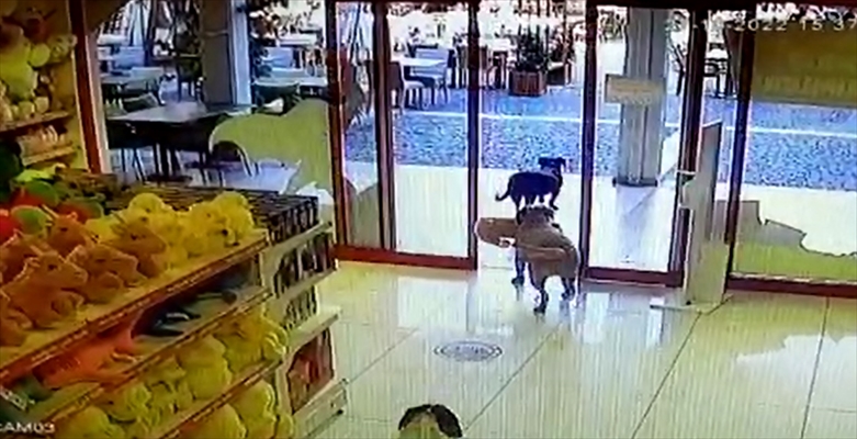 Bodrum'da Biri Ağzında Oyuncak Köpekle Mağazadan Çıkan Köpekler Güvenlik Kamerasına Yansıdı