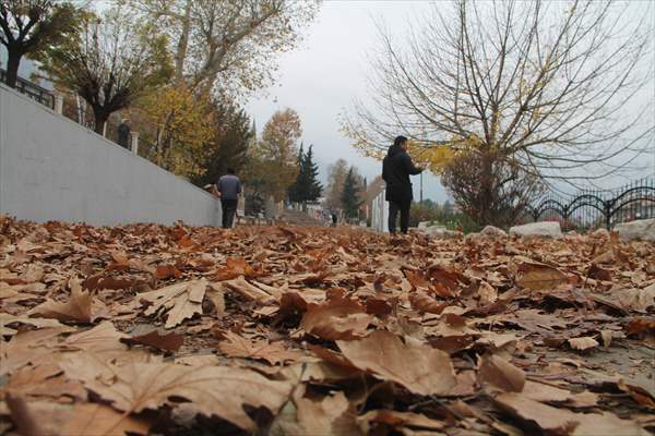 Amasya'da Sonbahar Kareleri İçin Yapraklar Toplanmadı