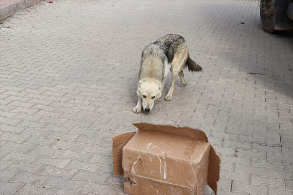 Siirt'te çöp konteynerine atılan köpek yavrularını temizlik personeli kurtardı