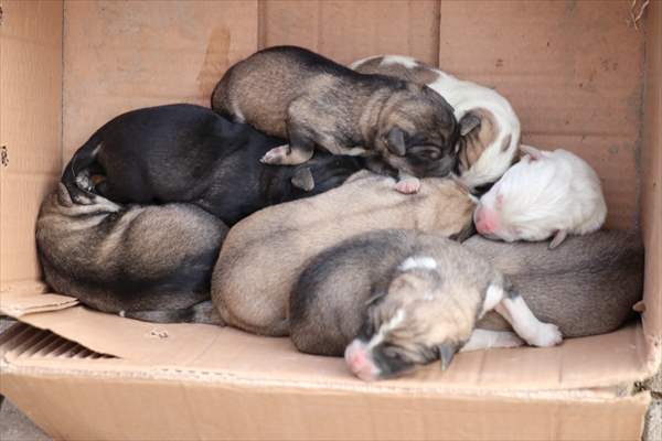 Siirt'te çöp konteynerine atılan köpek yavrularını temizlik personeli kurtardı