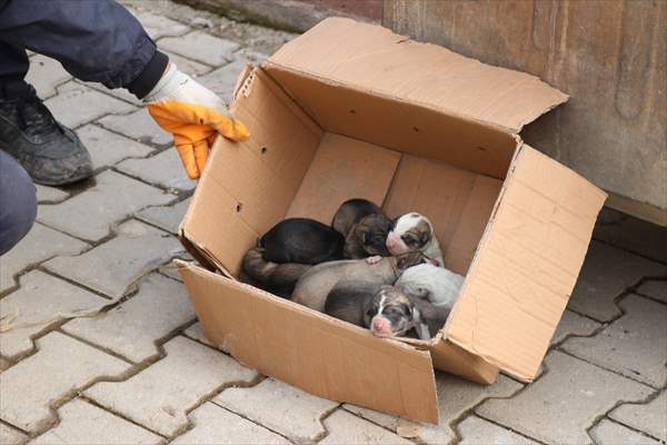 Siirt'te çöp konteynerine atılan köpek yavrularını temizlik personeli kurtardı