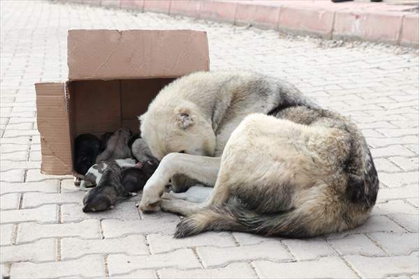 Siirt'te çöp konteynerine atılan köpek yavrularını temizlik personeli kurtardı