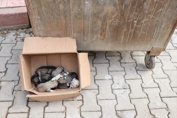 Siirt'te çöp konteynerine atılan köpek yavrularını temizlik personeli kurtardı