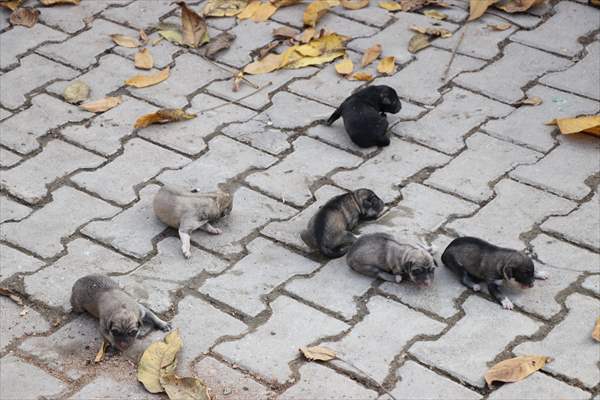 Siirt'te çöp konteynerine atılan köpek yavrularını temizlik personeli kurtardı