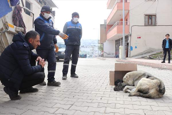 Siirt'te çöp konteynerine atılan köpek yavrularını temizlik personeli kurtardı