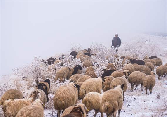 Kars'ta göçerlerin yayladan kar ve sis arasında zorlu dönüş yolculuğu başladı