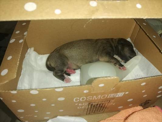 Sakarya'da yeni doğan köpek yavrusuna sağlık ekipleri sahip çıktı
