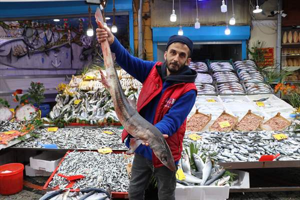 Edirneli Balıkçıların Karadeniz'de Yakaladığı Köpek Balığı Pazarda Sergileniyor