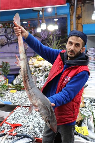 Edirneli Balıkçıların Karadeniz'de Yakaladığı Köpek Balığı Pazarda Sergileniyor
