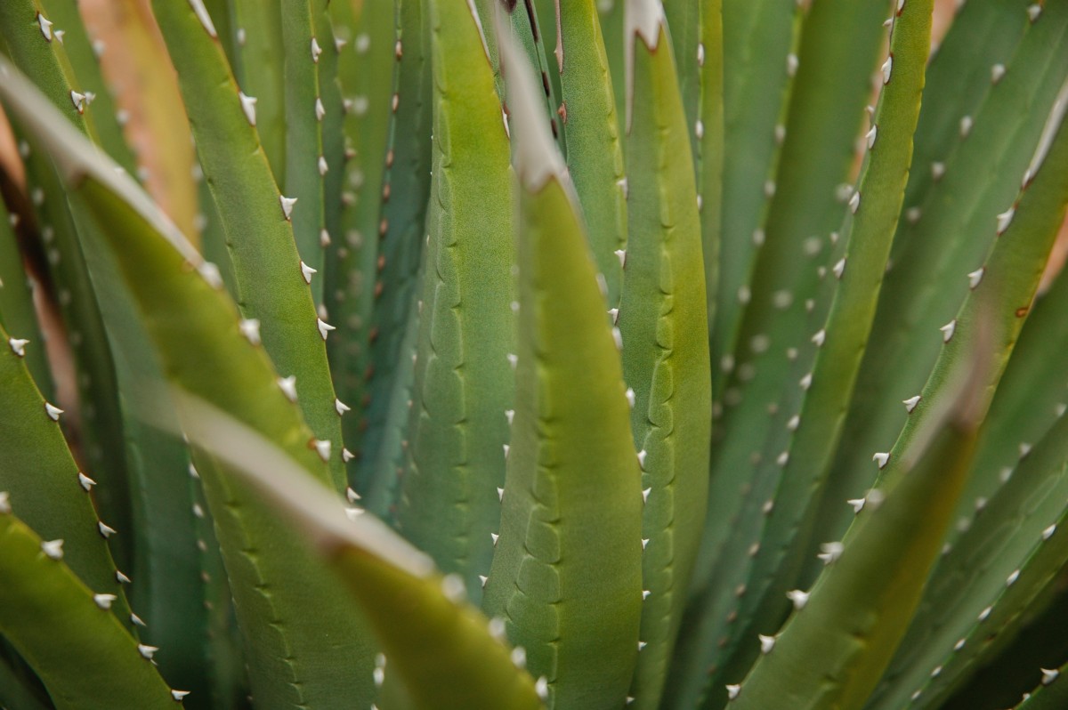 Her Cilt Tipine Uyum Sağlayan Aloe Vera Maskesi