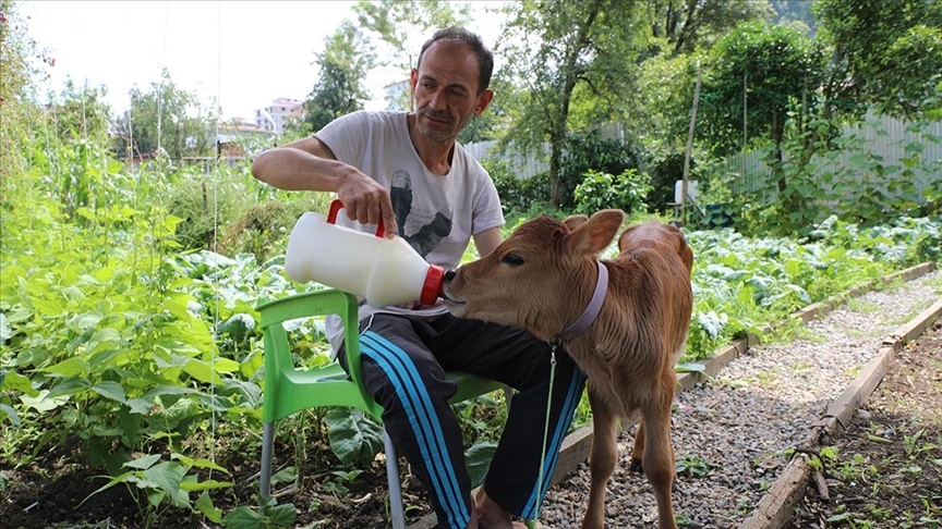 'Karamel' adını verdiği buzağıya evinde biberonla bir bebek gibi besliyor.