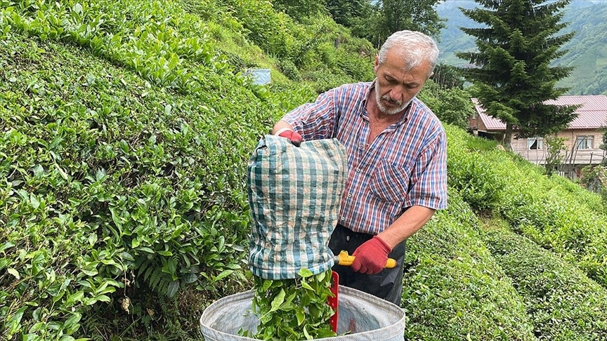 ÇAYKUR ikinci sürgün kotasını dekara 550 kilogram olarak belirlediğini açıkladı.