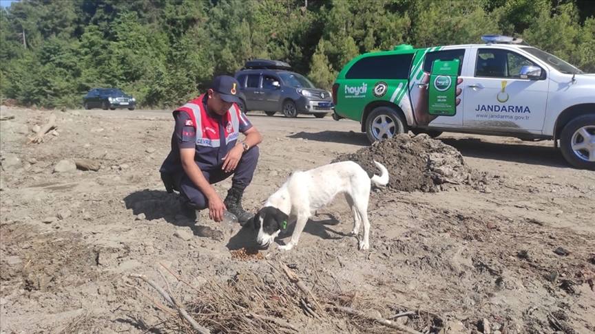 Jandarma, Hayvanlara Sahip Çıkıyor 