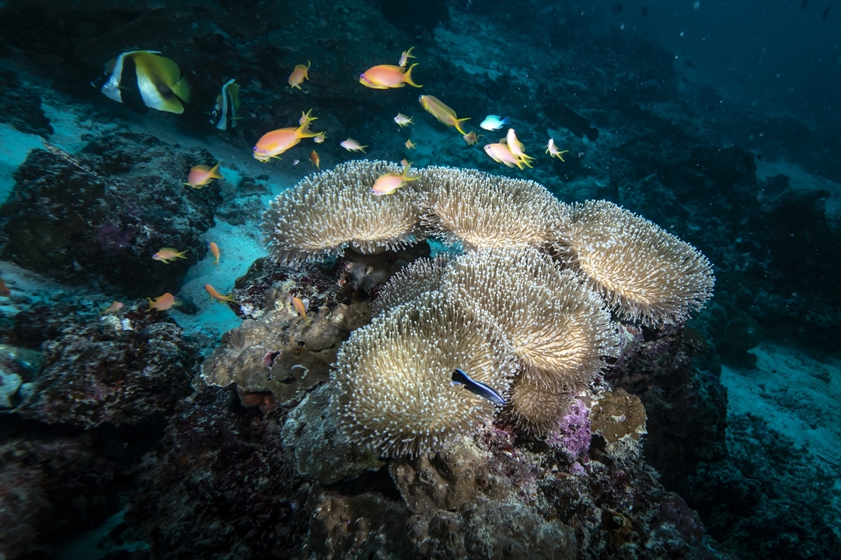 İklim değişikliği ve kirlilik sebebi ile Maldivler'in mercan resifleri.tehtid altına girdi