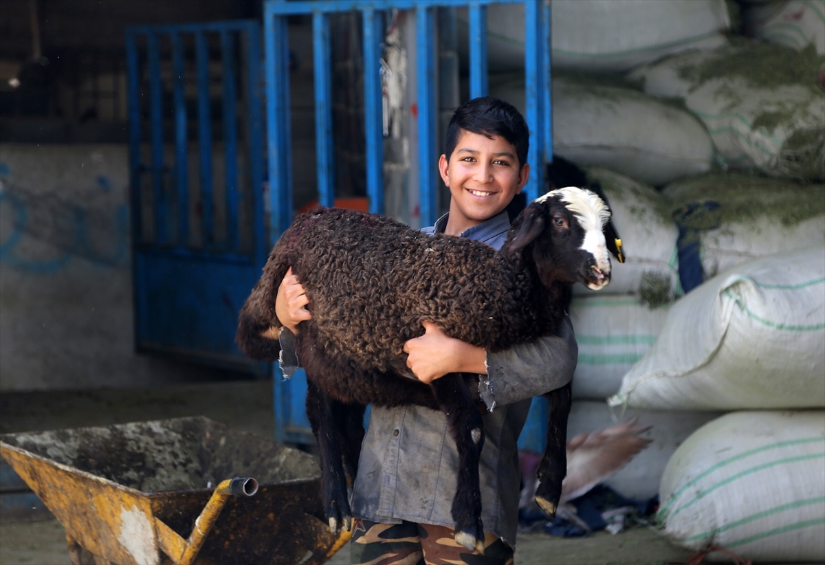 İran'da Kurbanlık Fiyatları 2 Kat Arttı, Alıcılar Azalmaya Başladı