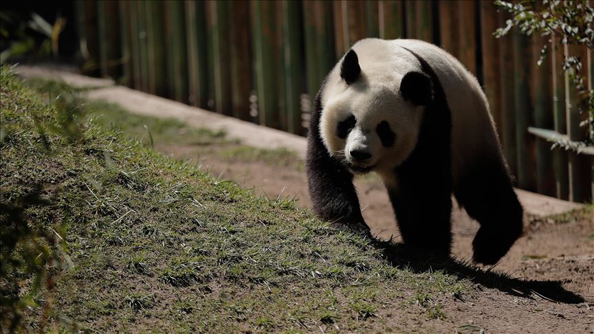 Dünyanın en yaşlı erkek pandası gözetim altında 35 yaşında öldü