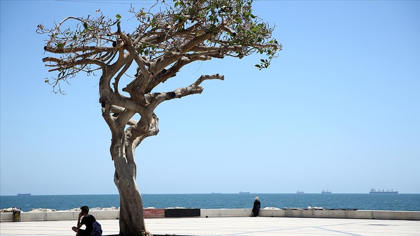 Mersin'de Ağaca Zarar Verilmesiyle İlgili Tarımsal Hizmetler Daire Başkanı Görevinden Uzaklaştırıldı