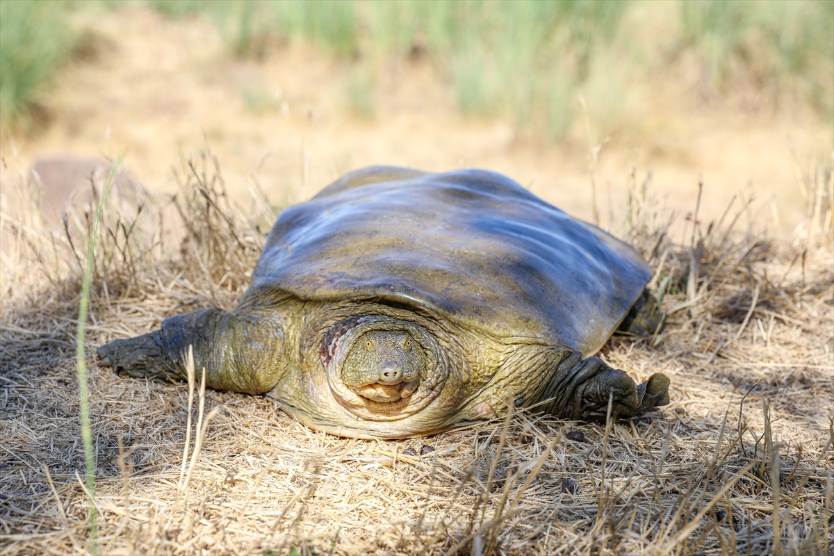 Bitkin Halde Bulunan Fırat Kaplumbağası Ekiplerin Çalışmasıyla Hayata Döndürüldü
