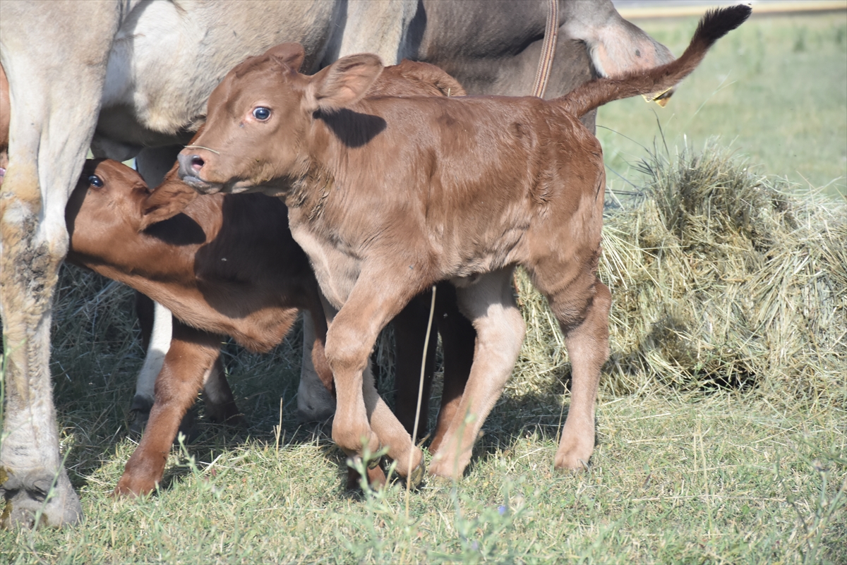 Teksas'tan Kars'a Getirilen Embriyolardan Elde Edilen Beefmaster Irkı İlk Buzağılar Doğdu