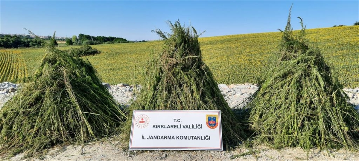 Kırklareli'nde Ayçiçeği Tarlasında 208 Bin Kök Hint Keneviri Ele Geçirildi