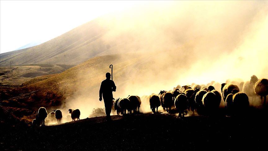 Tunceli'de Kayalıktan Düşen Çoban Ekipler Tarafından Kurtarıldı