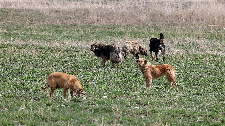 Sultanbeyli'de Sahipsiz Köpeklerin Saldırısına Uğrayan Çocuk Yaralandı