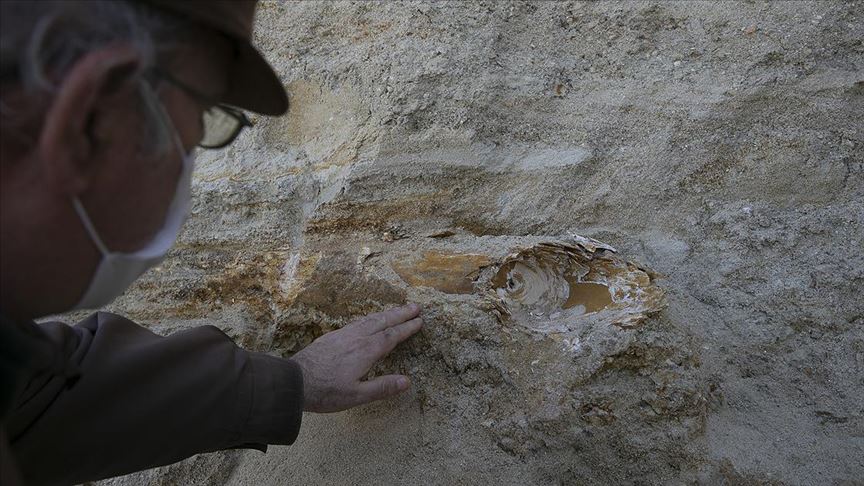 Adana'da Mamut Çenesi Olduğu Değerlendirilen İki Fosil Ele Geçirildi