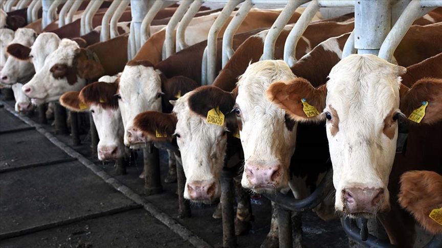 Toplanan İnek Sütü Miktarı Haziranda Yıllık Bazda Yüzde 3,3 Azaldı