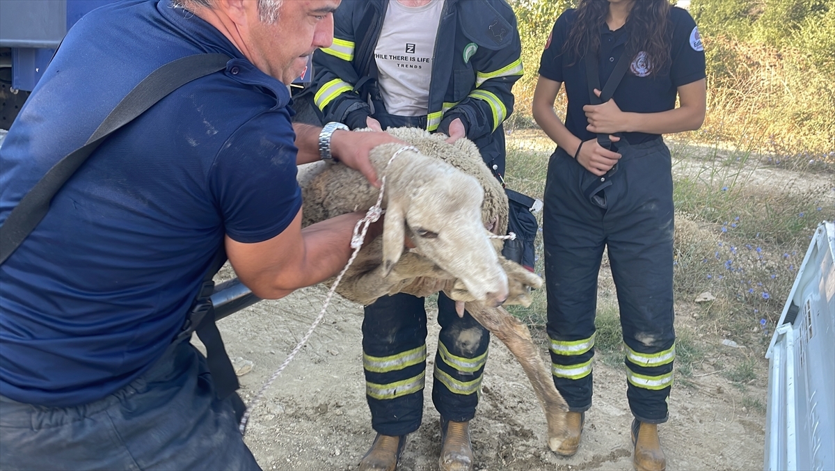 Edirne'de Kanalizasyona Düşen Koyun Kurtarıldı