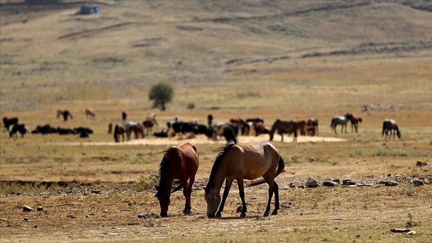 Antalya'da Dereye Düşen Atı, İtfaiye Ekipleri Kurtardı