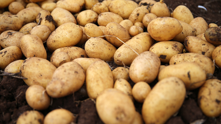 Duhok’ta Patates Üretiminin Yüzde 200 Artması Çiftçinin Yüzünü Güldürdü