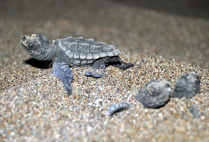 Uydudan İzlenen Caretta Caretta 