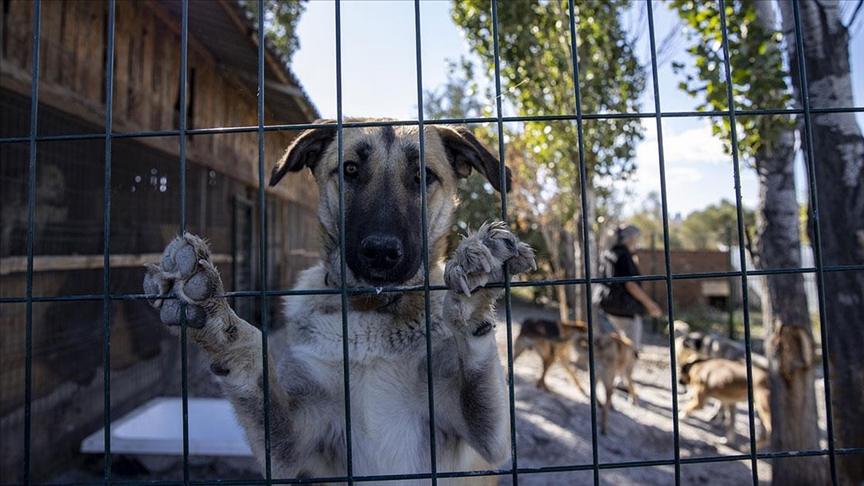  Hayvanseverler Tarafından Oluşturulan Barınak 170 Köpeğe Yuva Oldu