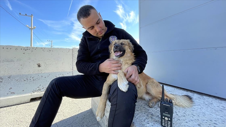 Uşak'ta pikapla üzerinden geçilen köpek koruma altına alındı