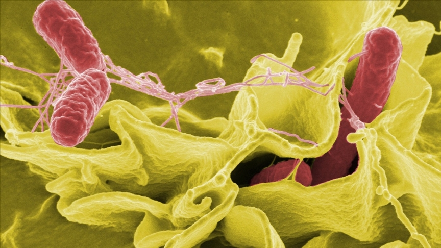 Uzmanından salmonella bakterisine ilişkin uyarılar