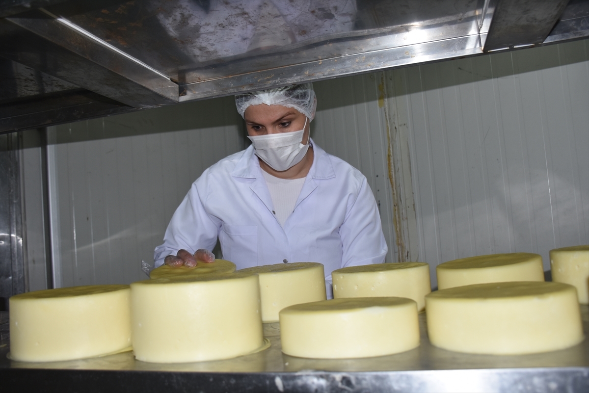 Türkiye'nin Yöresel Peynirleri Kars'ta Buluşacak 