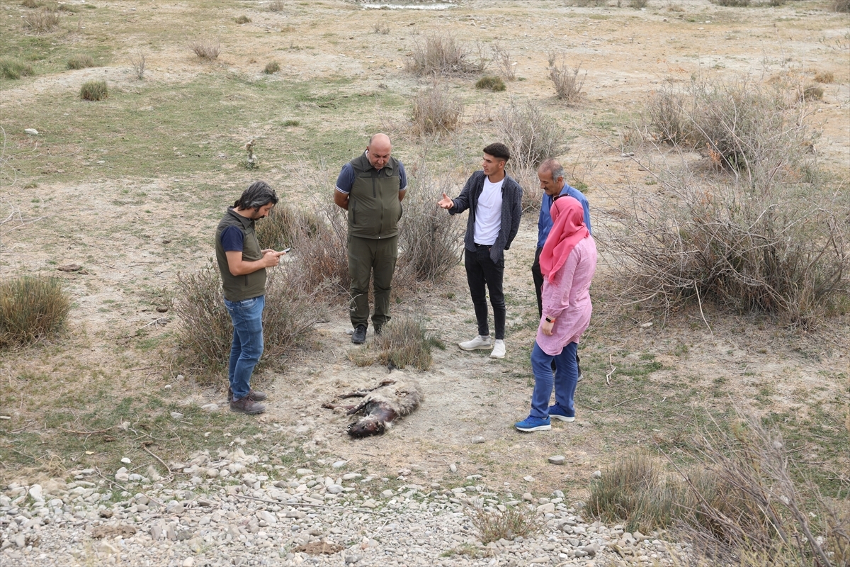 Nesli Tükenme Olan Çizgili Sırtlan Vurulmuş Olarak Bulundu