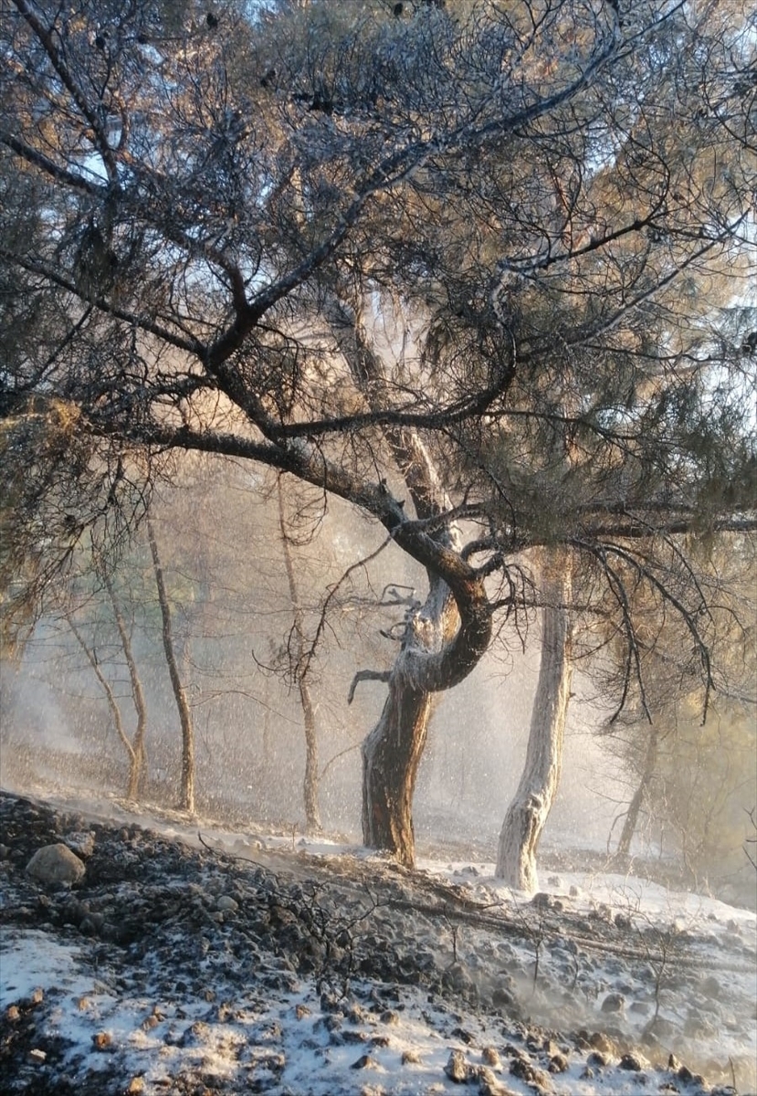 Antalya’da Orman Yangını