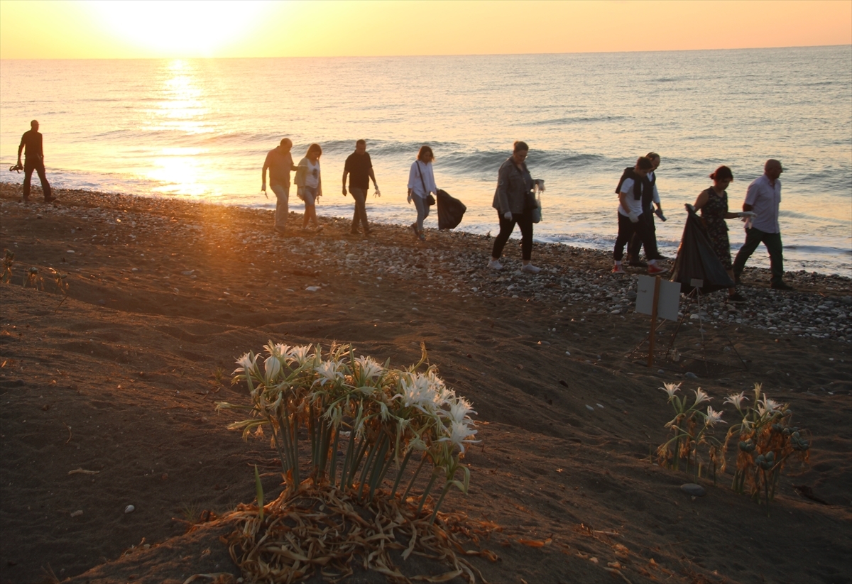 Mersin Sahilinde Koruma Altındaki Zum Zambakları Çiçek Açtı