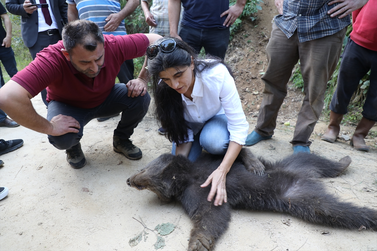 Domuzlara Karşı Kurulan Tuzağa Takılan Yavru Ayı Kurtarıldı